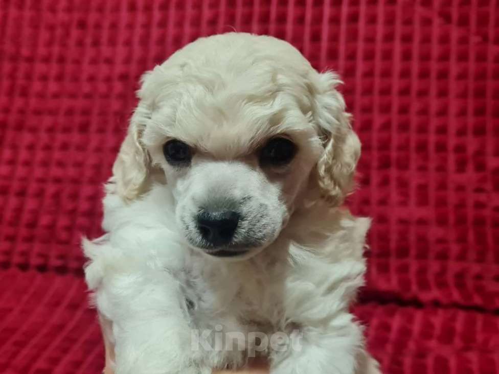 Собаки в Москве: Пудель миниатюрный белый Мальчик, 70 000 руб. - фото 2