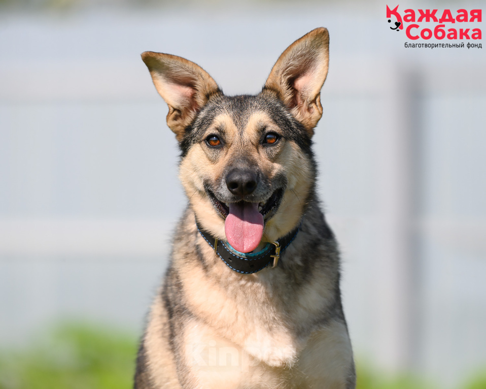 Собаки в других городах Московской области: Знакомьтесь: Бетти, благовоспитанная барышня! Девочка, Бесплатно - фото 7