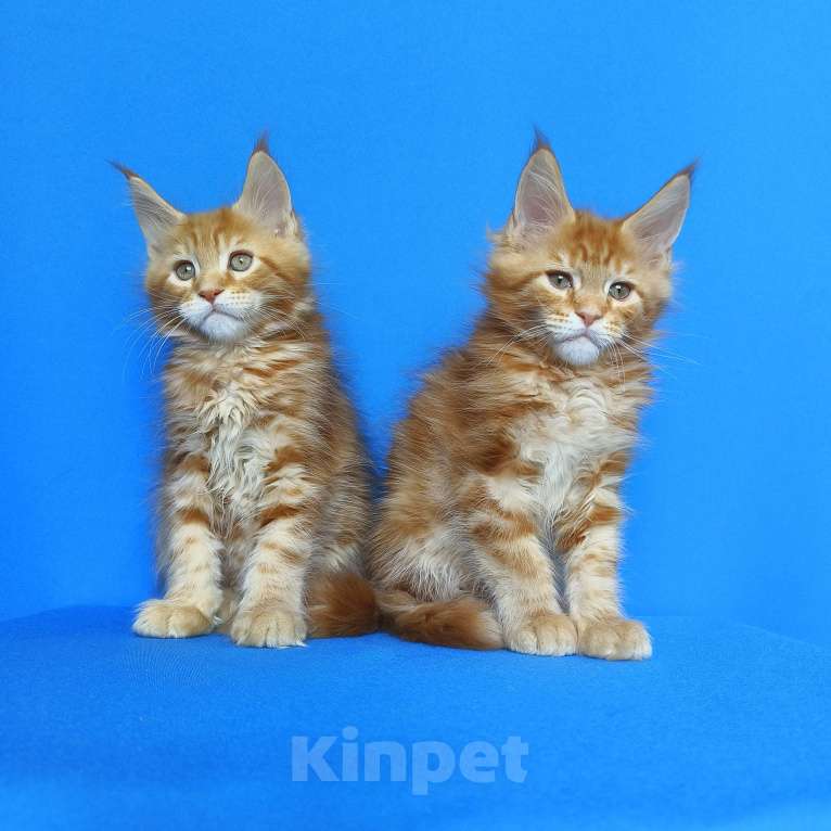 Кошки в Москве: Котята Мейн-Кун Мальчики Мальчик, 70 000 руб. - фото 3