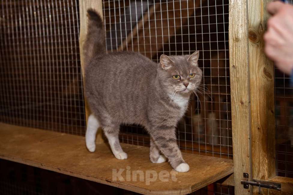 Кошки в Москве: Кошка в добрые руки! Девочка, Бесплатно - фото 2