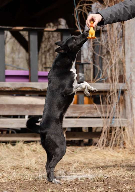 Собаки в Москве: Черничка ищет любящих родителей! Девочка, Бесплатно - фото 6