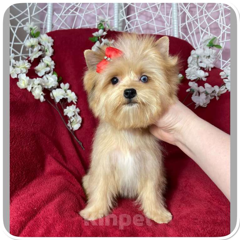 Собаки в Москве: Рыжий йорк с голубыми глазами мини девочка Девочка, 95 000 руб. - фото 8