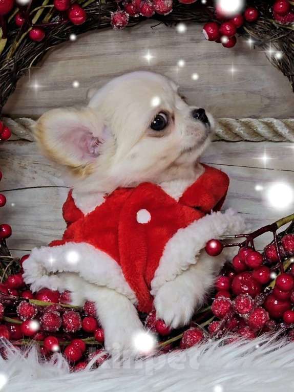 Собаки в Челябинске: Мальчик чихуахуа Мальчик, Бесплатно - фото 1