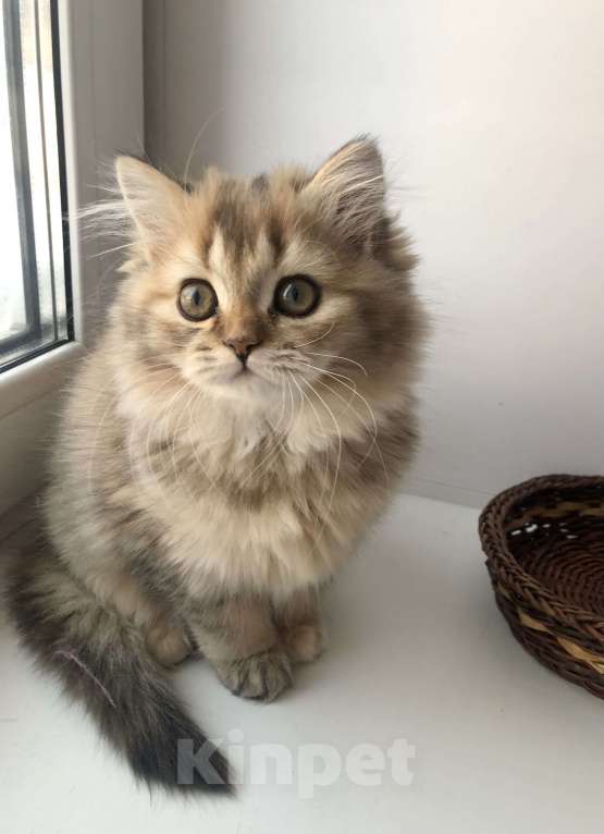 Кошки в Новосибирске: Шотландская кошка Девочка, 15 000 руб. - фото 3