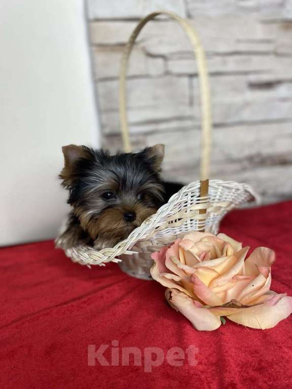 Собаки в Москве: Йорк мини мальчик РКФ Мальчик, 60 000 руб. - фото 1