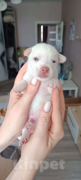 Собаки в Краснодаре: Щенок той терьер  Мальчик, 7 000 руб. - фото 2