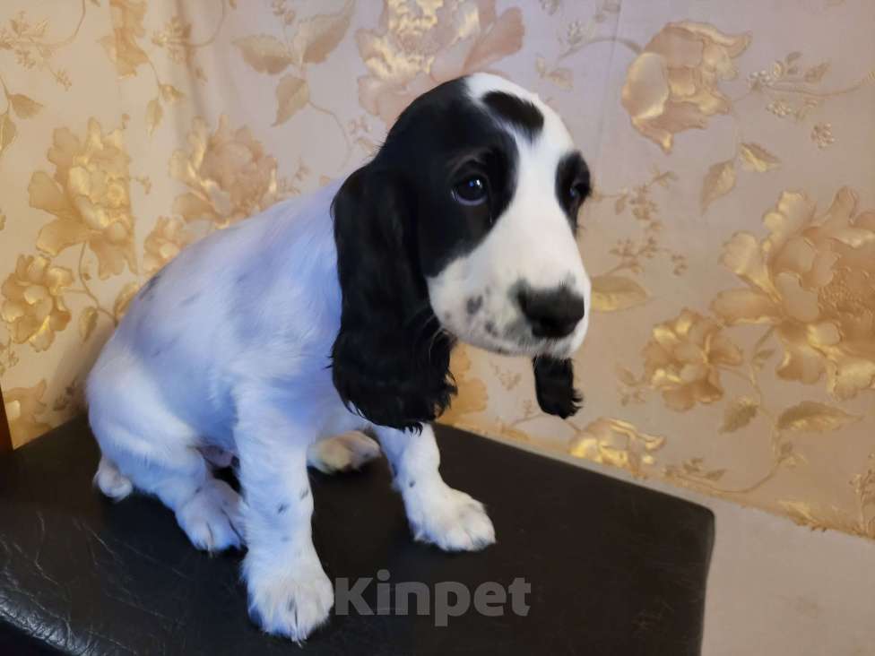 Собаки в Санкт-Петербурге: Продажа Разнополые, 35 000 руб. - фото 3