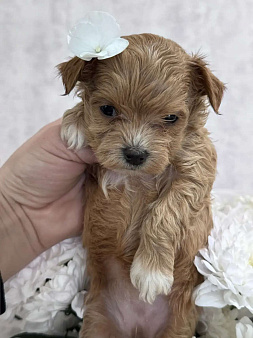 Мальтипу девочка