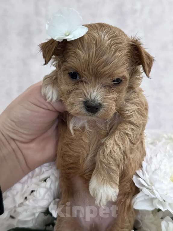 Собаки в Москве: Мальтипу девочка Девочка, 90 000 руб. - фото 1