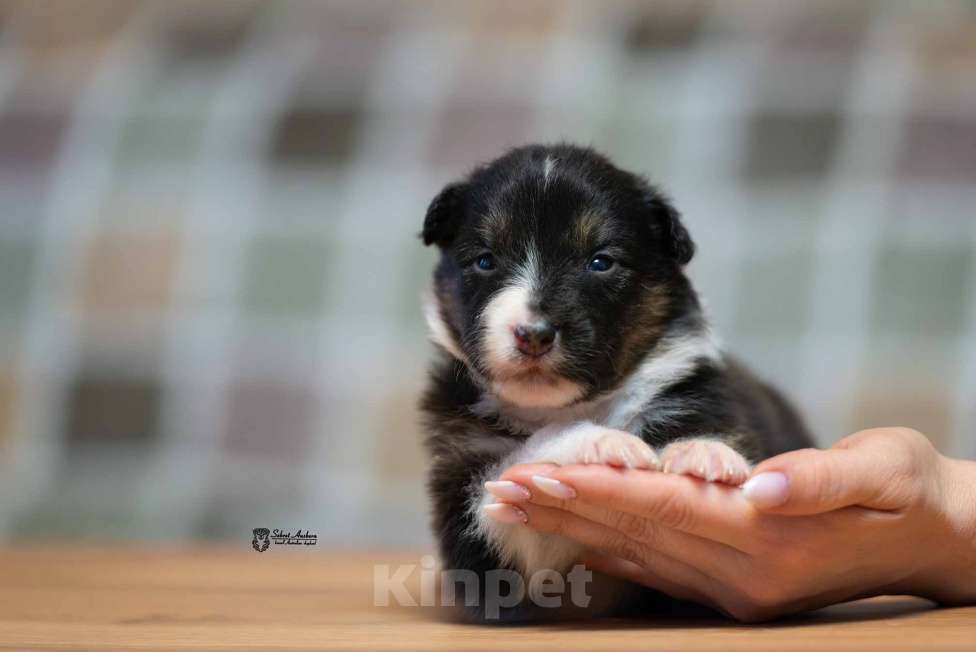 Собаки в Москве: Австралийская овчарка, аусси Мальчик, 50 000 руб. - фото 7
