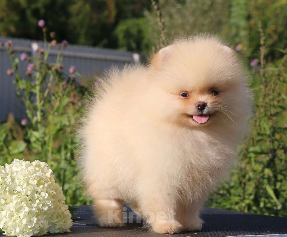 Собаки в Москве: померанский шпиц  Девочка, 50 000 руб. - фото 8