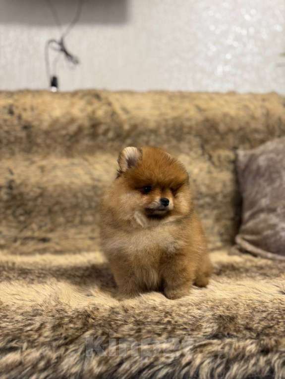 Собаки в Самаре: Мини шпиц Девочка, 85 000 руб. - фото 6