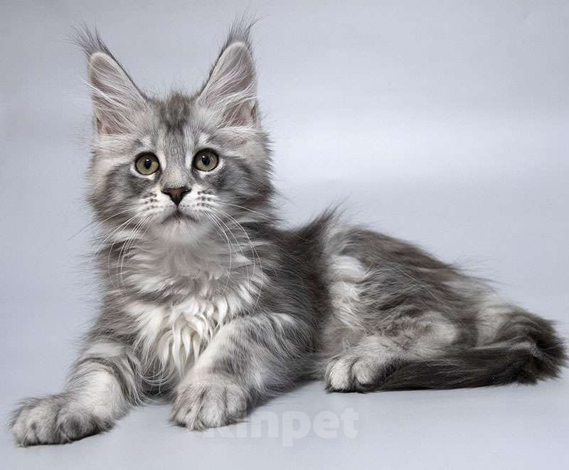 Кошки в Москве: Мейн кун котенок Девочка, 50 000 руб. - фото 2