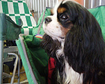 Собаки в Рязани: Кавалер кинг чарльз спаниель вязка, 1 руб. - фото 2