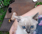 Кошки в Арзамасе: Котята в добрые руки, Бесплатно - фото 1