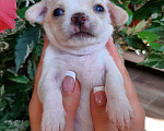 Собаки в Сочи: Щенок Чихуахуа Мальчик, 25 000 руб. - фото 1