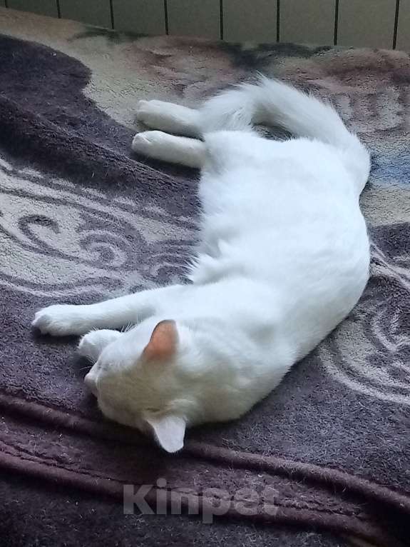 Кошки в Ростове-на-Дону: ОК Кошка Девочка, 500 руб. - фото 3