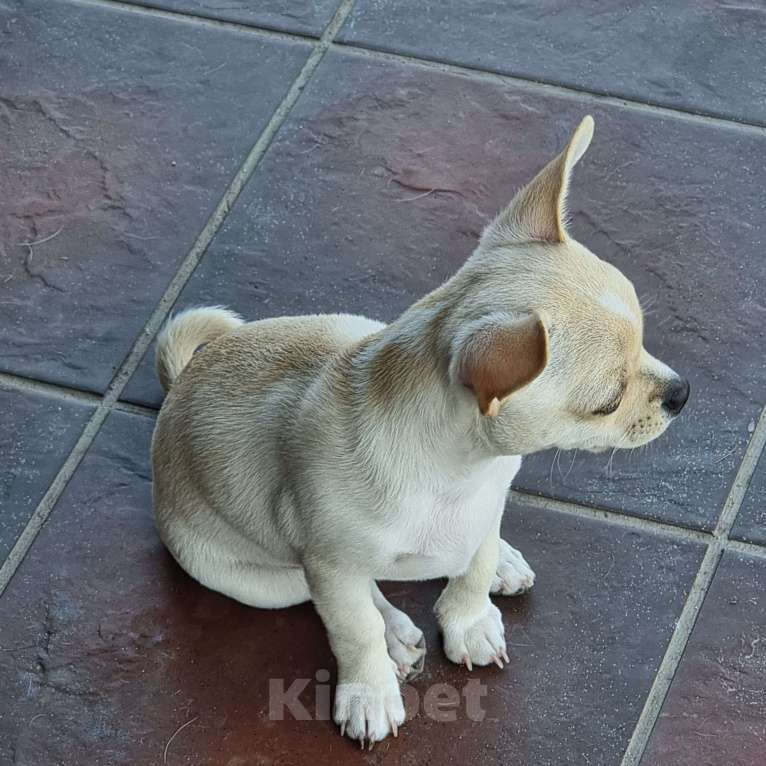 Собаки в Калининграде: Щенок чихуахуа РКФ Мальчик, Бесплатно - фото 5