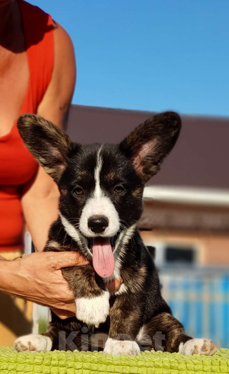 Собаки в Перми: Вельш корги кардиган Девочка, 65 000 руб. - фото 2