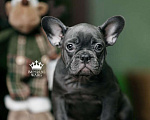 Собаки в Санкт-Петербурге: Французский бульдог щенок голубого окраса Девочка, 150 000 руб. - фото 3