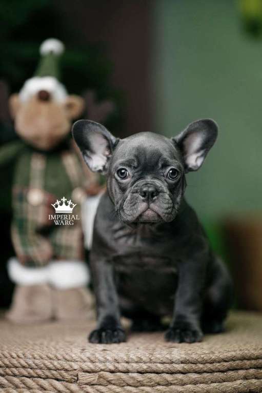 Собаки в Санкт-Петербурге: Французский бульдог щенок голубого окраса Девочка, 150 000 руб. - фото 3