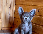 Собаки в Санкт-Петербурге: Лиловый мальчик чихуахуа  Мальчик, 50 000 руб. - фото 3