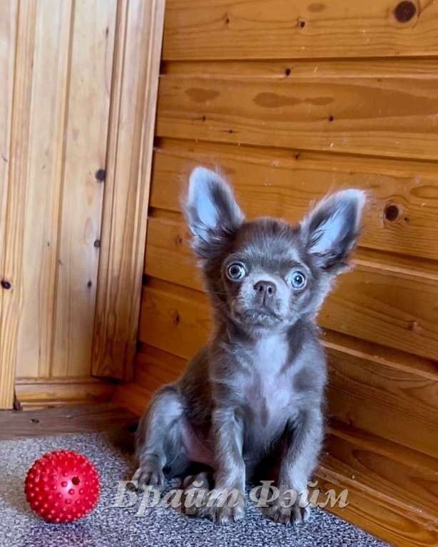 Собаки в Санкт-Петербурге: Лиловый мальчик чихуахуа  Мальчик, 50 000 руб. - фото 3