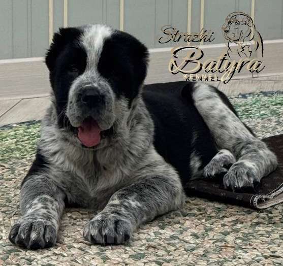 Собаки в Калуге: Щенок САО Девочка, 75 000 руб. - фото 1