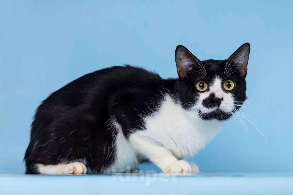 Кошки в Москве: Сладкий котик Изюм мечтает о доме Мальчик, Бесплатно - фото 3