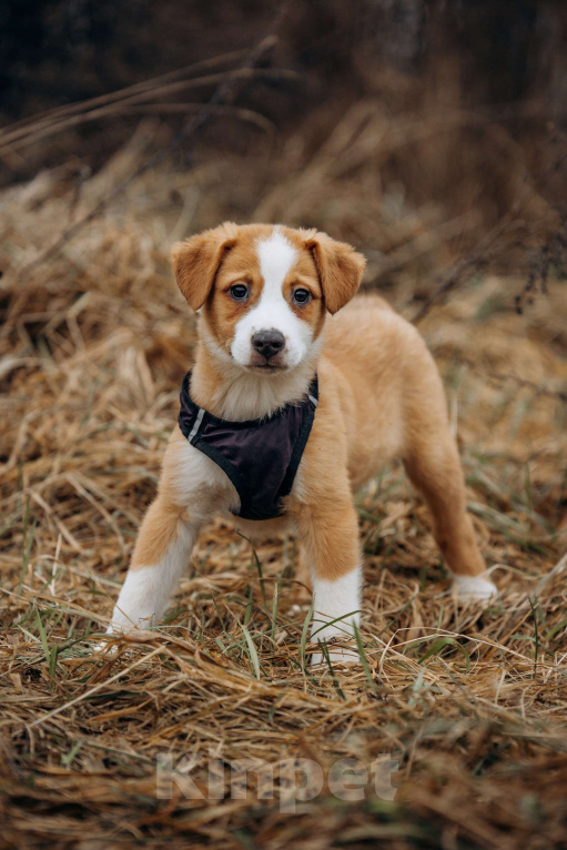 Собаки в Москве: Рыжик ищет дом Мальчик, Бесплатно - фото 1