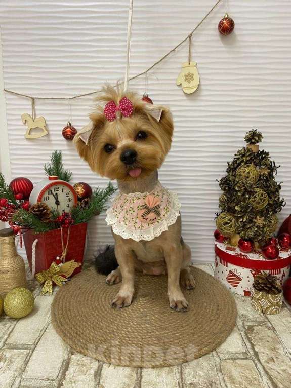 Собаки в Уфе: Щенок йоркширского терьера Разнополые, 25 000 руб. - фото 8