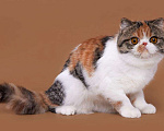 Кошки в Новосибирске: Продажа экзотической короткошерстной кошки Девочка, 35 000 руб. - фото 1