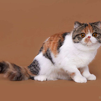 Объявление: Продажа экзотической короткошерстной кошки, 35 000 руб., Новосибирск