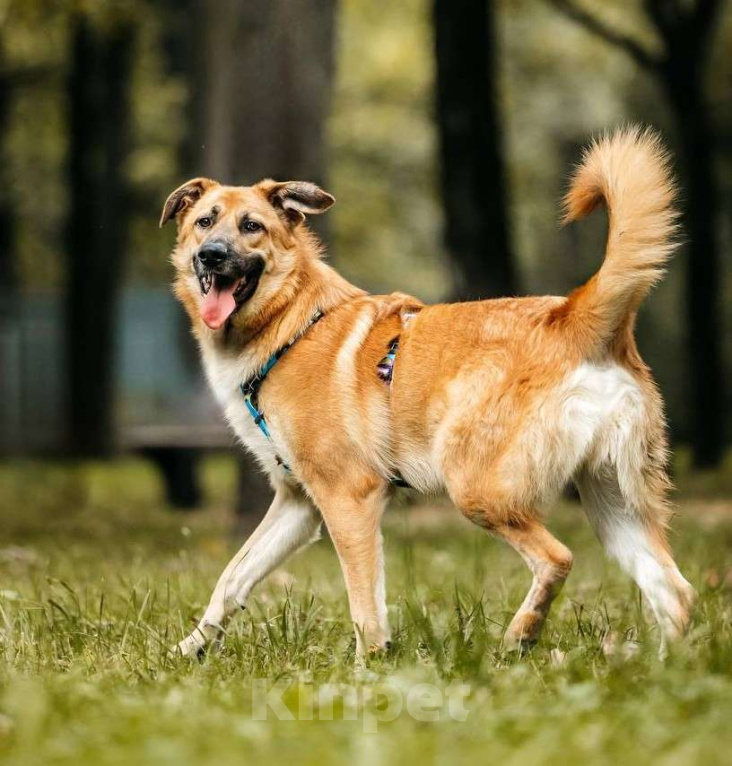 Собаки в Москве: Собака бесплатно Москва Мальчик, Бесплатно - фото 2