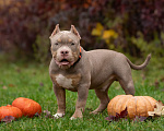 Собаки в Санкт-Петербурге: Американский Булли  Мальчик, Бесплатно - фото 2