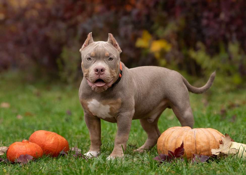 Собаки в Санкт-Петербурге: Американский Булли  Мальчик, Бесплатно - фото 2