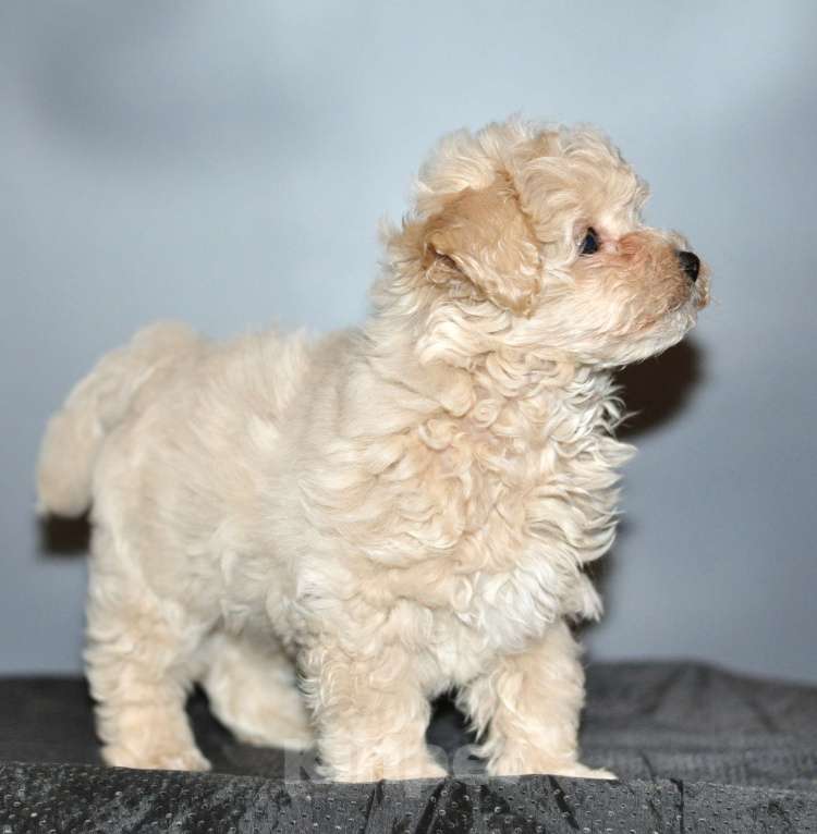 Собаки в других городах Свердловской области: мальтипу F1 мини, кремовый мальчик   Мальчик, 80 000 руб. - фото 3