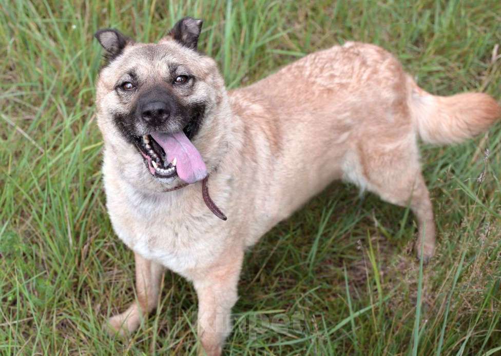 Собаки в Москве: Асторию еле спасли от живодёра  Девочка, Бесплатно - фото 2