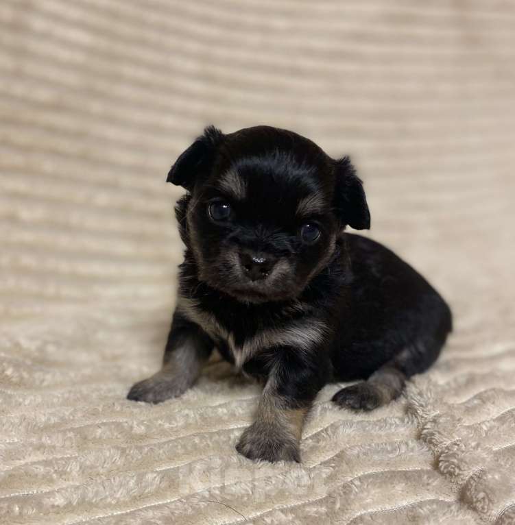 Собаки в Санкт-Петербурге: Мальчишечка - мини красавчик  Мальчик, 25 000 руб. - фото 4