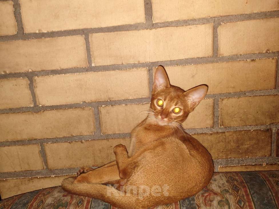 Кошки в Москве: Великолепный мальчик соррель окраса,принц!!!,4 месяца,ветпаспорт международного образца,прививкаа Мальчик, 58 000 руб. - фото 2