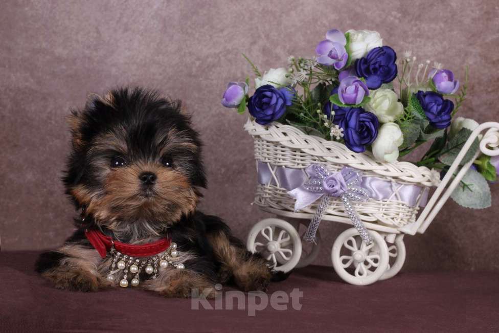 Собаки в Москве: Йоркширский терьер, курносая мини красотка Юджиния Девочка, 120 000 руб. - фото 7