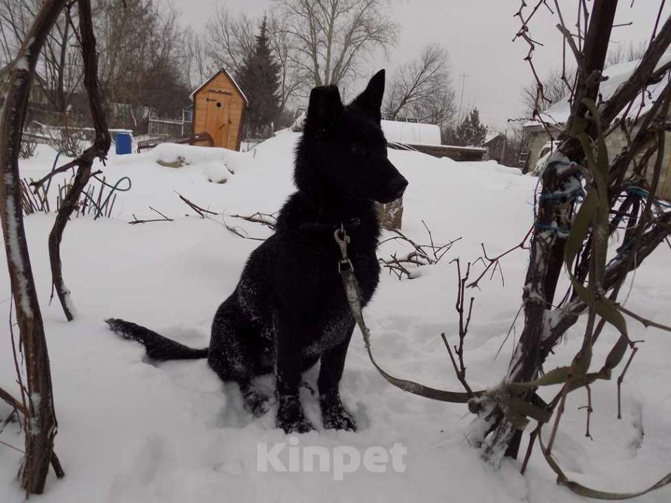 Собаки в Москве: Черные щенки немецкой овчарки, мальчики Мальчик, 20 000 руб. - фото 10