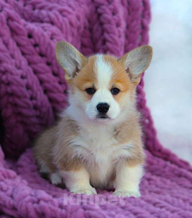 Собаки в других городах Московской области: Щенок сука вельш корги пемброк Девочка, 60 000 руб. - фото 6