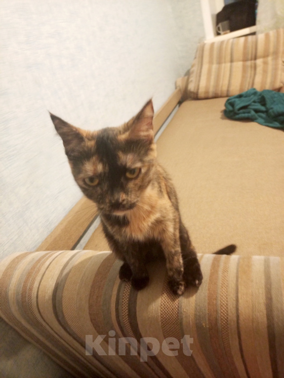 Кошки в Барнауле: Кошка даром Девочка, Бесплатно - фото 2