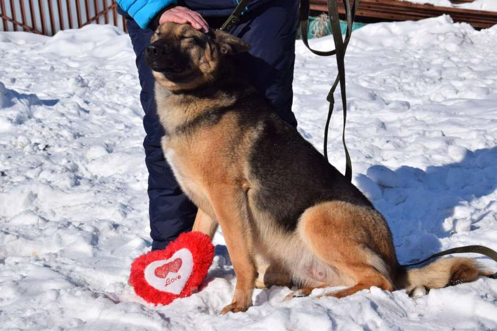 Собаки в Москве: Овчарку сдали в приют Девочка, 100 руб. - фото 2