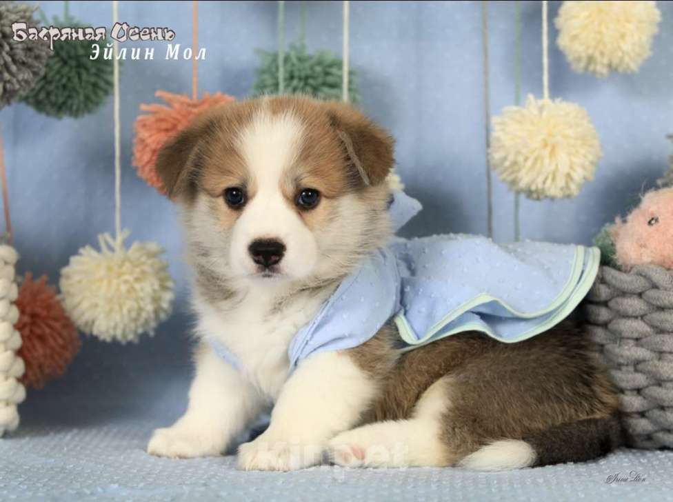 Собаки в Москве: Чакибусенок #5 самая компанией скачать малышка Эйлин Мол, с ней в вашем доме будет всегда праздник Девочка, Бесплатно - фото 7