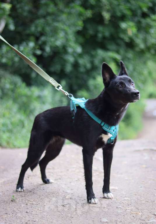 Собаки в Обнинске: Красотка Юнона 8 месяцев в добрые руки  Девочка, Бесплатно - фото 3