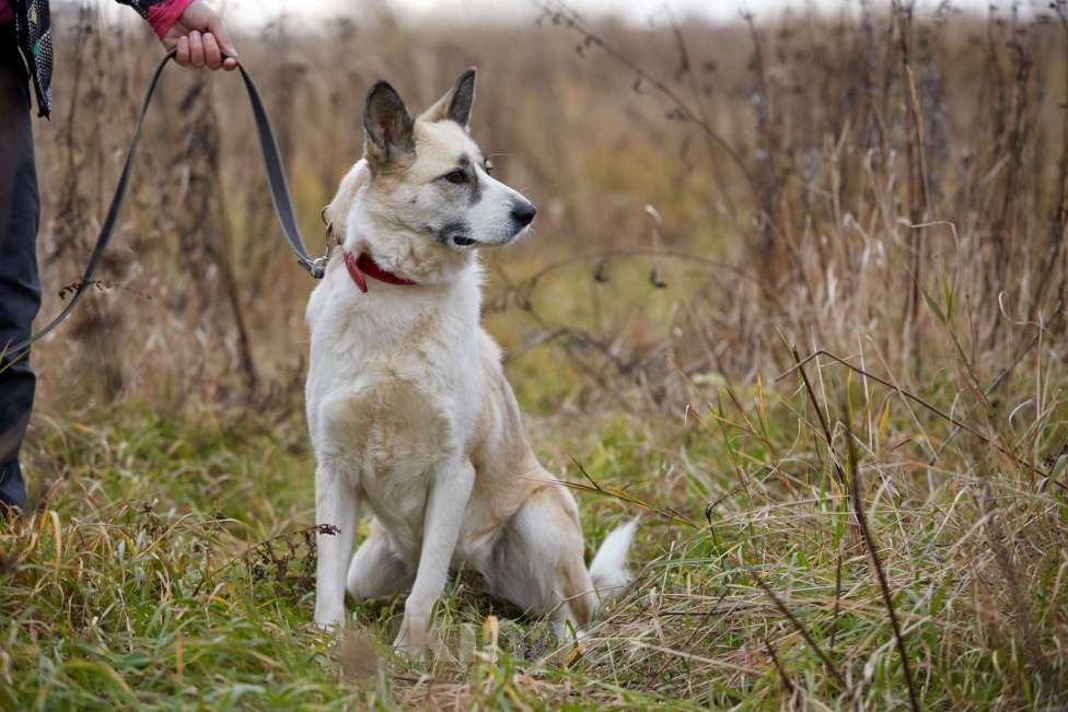 Собаки в Москве: Эльза Девочка, Бесплатно - фото 9