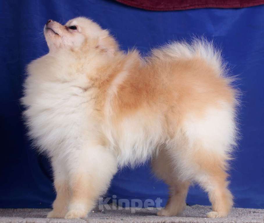 Собаки в Москве: померанский шпиц мини девочка Девочка, 40 000 руб. - фото 6