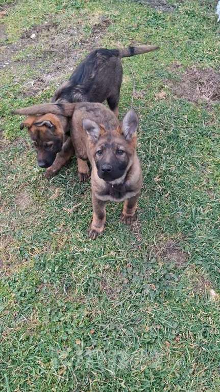Собаки в других городах Крыма: Щенок немецкой овчарки Девочка, 40 000 руб. - фото 3